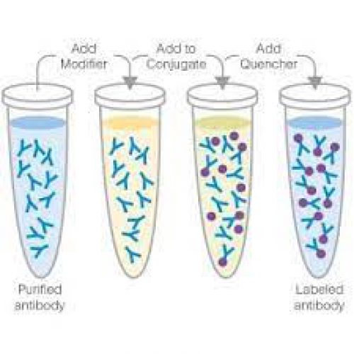 Collagen II antibody Biorbyt